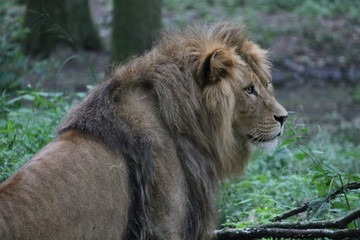 lion