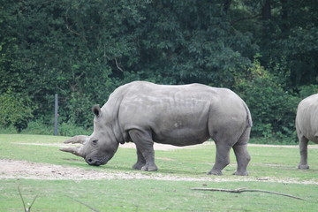 Obraz premium rhinoceros