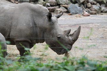 rhinoceros