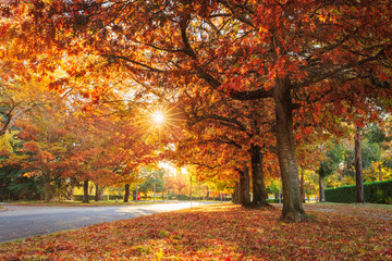 Autumn Colours