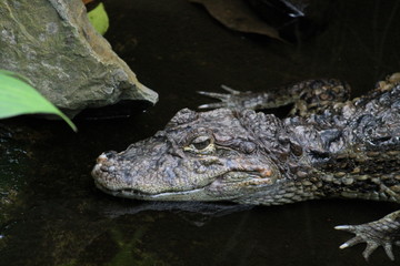 crocodile