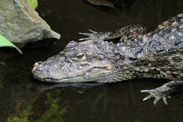 crocodile