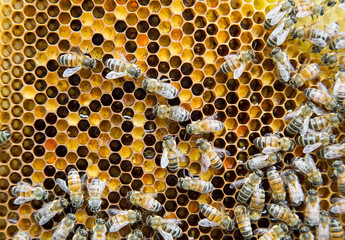 Bees working on a honeycomb inside the beehive