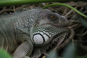 iguana