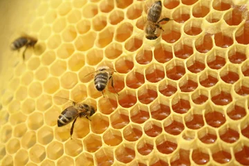 Fotobehang Bees working on a honeycomb inside the beehive © Mateusz