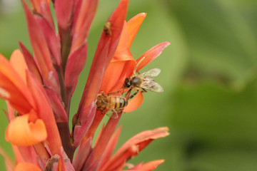 Bees collecting nectar from flowers