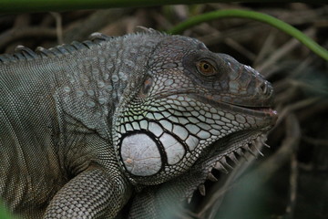 Obraz premium iguana