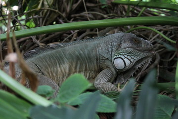 iguana