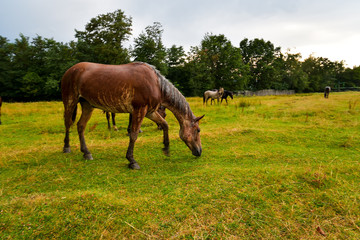 hourses at the meadow with green grass