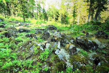Middle Urals Russia Tayga Forest near Konzhak Stone Mountain