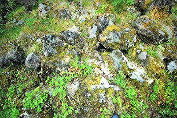 Middle Urals Russia Ground of Tayga Forest near Konzhak Stone Mountain