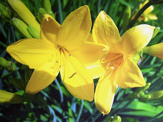 Yellow Lillies