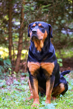 Rottweiler dog grass field