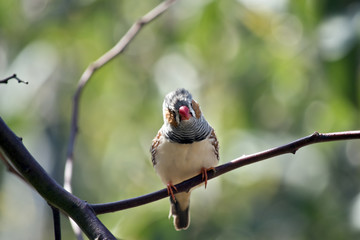 zebra finch