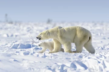Photo sur Plexiglas Ours polaire Polar bear mother (Ursus maritimus) with new born cub walking on tundra, Wapusk National Park, Manitoba, Canada
