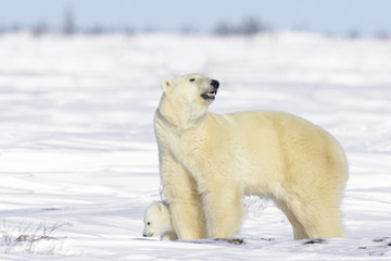 Polar bear mother (Ursus maritimus) with new born cub standing on tundra, Wapusk National Park, Manitoba, Canada