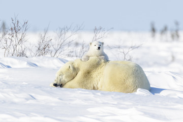 Polar bear mother (Ursus maritimus) ying down on tundra, with new born playing, Wapusk National...
