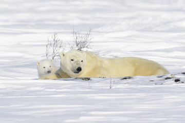 Fototapeta na wymiar Polar bear mother (Ursus maritimus) with new born cub lying down on tundra, Wapusk National Park, Manitoba, Canada