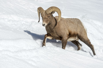 Obraz premium Bighorn Sheep (Ovis canadensis) male, ram, walking in snow, Yellowstone national park, Wyoming Montana, USA
