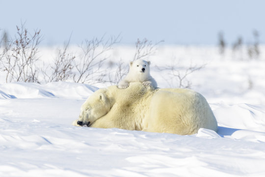 Fototapeta Polar bear mother (Ursus maritimus) ying down on tundra, with new born playing, Wapusk National Park, Manitoba, Canada