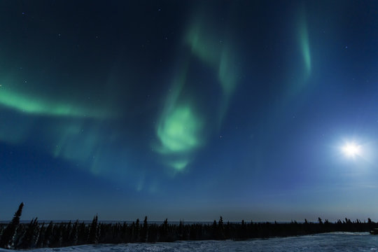 Nightsky lit up with aurora borealis, northern lights, wapusk national park, Manitoba, Canada.