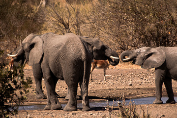 African elephant breeding herd socialising at a waterhole amid the dry winter growth 