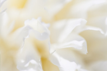 Flower soft background with peonies. Closeup of white peony flowers, blur vector floral background.