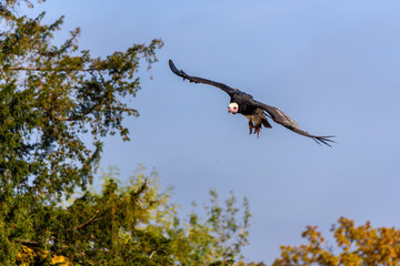 Portrait of vulture - beautiful wildlife bird