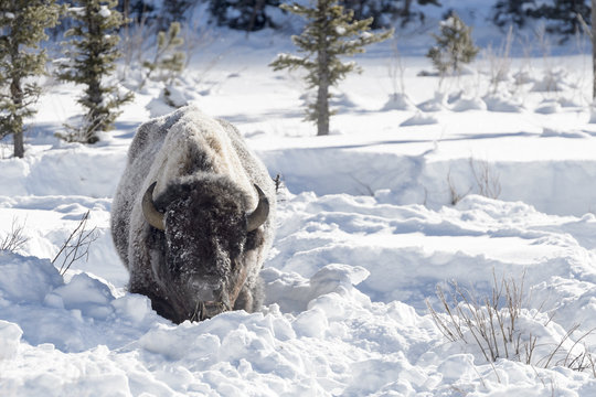 American Bison (Bison bison) adult, feeding in deep snow, Lamar Valley, Yellowstone national park, Montana, Wyoming, USA.