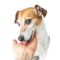 the dog sniffs and licking human hand. Owners friend and care. Love pets conception. White background