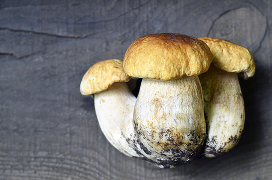 Boletus edulis mushrooms on old wooden background.Autumn Cep Mushrooms.Cooking delicious organic mushrooms.Gourmet food.Selective focus.