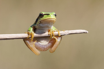 Hyla molleri