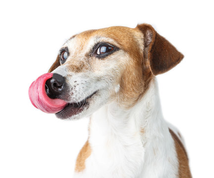 Happy joy dog  licks nose with tongue. Smiling cute dog.  White background