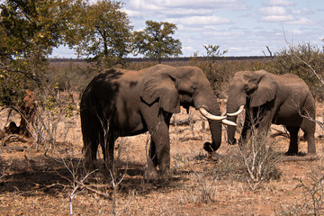 Fototapeta premium Two African elephant bulls grazing peacefully on the dry late winter growth