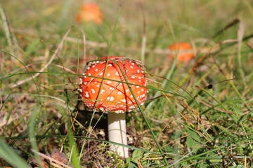 bright mushrooms in autumn sunny forest