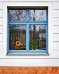 Berlin Germany,  blue frame window with fake sunflower