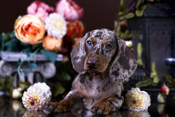 Dachshund puppy brown color 