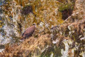 Griffon Vulture