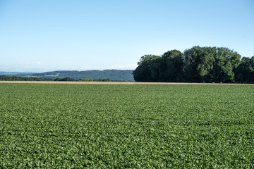 Green beautiful rural field.