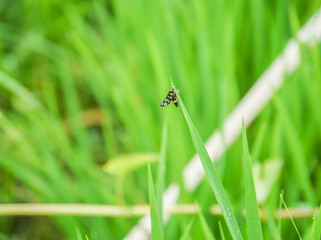 bug on green rice plant in field