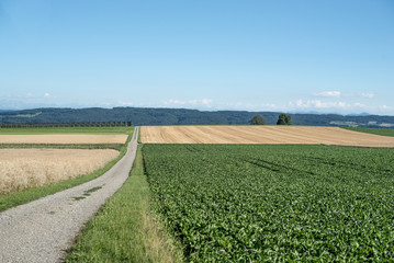 Green beautiful rural field.