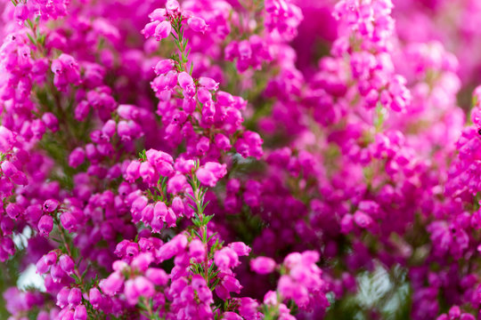 Fototapeta Plant erica gracilis.