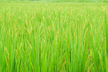 green and gold rice farm for harvest by farmer