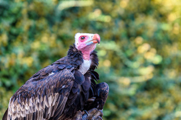 Portrait of vulture - beautiful wildlife bird