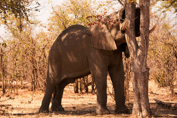 Fototapeta na wymiar Lone African elephant bull resting his huge head on a tree while having a short afternoon snooze