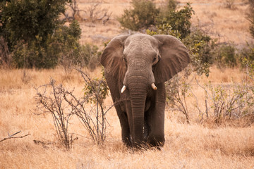 Lone figure of an African elephant bull moving through the savanna