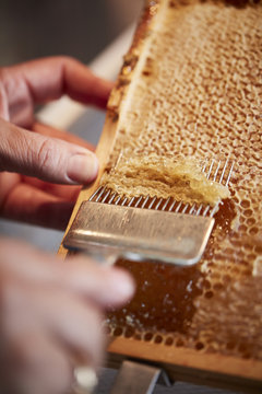 honey harvest