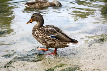  duck mallard on the river bank