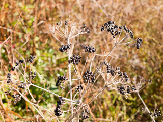 close up of dead flower head seeds sunny day pretty