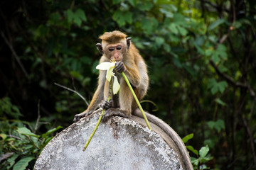 Monkey on a stone with a flower